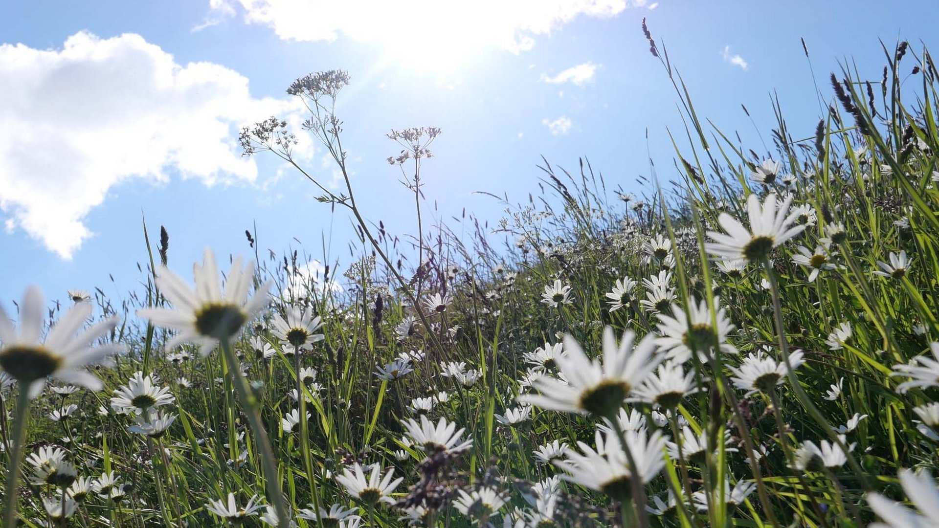 Wandern in Vent: Natursommer pur Wandern in Vent: Natursommer pur